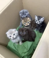 قطط سكوتش فولد للبيع