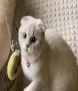 قطه سكوتش فولد العمر 5 شهور تحب تلعب مطعمه تطعيماتها ومعاها جواز التطعيمات