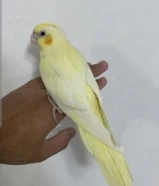 للبيع فرخ كروان