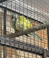 Monk parrot & Quaker Parrot