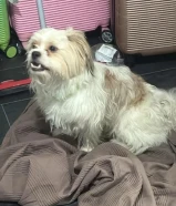 كلب شيتزو للبيع