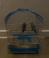 للبيع زوج طيور بادجي (طيور حب) طيور مغرده