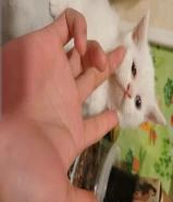 قط ابيص ميكس شيرازي و شكوتش للبيع