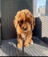 Cavapoo Puppies For Available