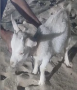 تيس القزم عمره 45 يوم