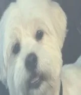 Pure Maltese 3 year old male dog