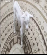 للبيع جفرة جيكية قزمه لعبوب و تشرب حليب و الصحه ممتازة
