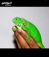 للبيع اقوانا اليفه جداً وشهيتها مفتوحه