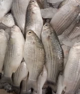 جميع انواع الأسماك كويتي مصري تركي ايراني للبيع