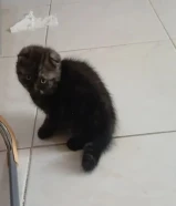 سكوتش فولدر للبيع سعر 50 دينار