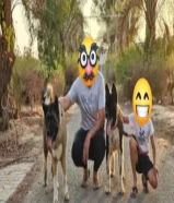 أمريكان أكيتا كلبين