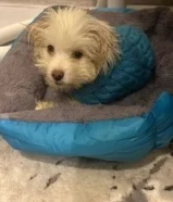 sale very healthy and vaccinated