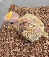 فرخ كروان السعر 15