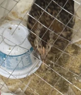 طائر سمان ذكر العمر 2 شهور مودب