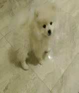 3months old Pomeranian rush for sale