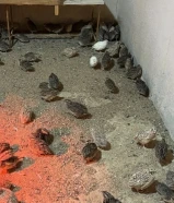 السلام عليكم للبيع فري