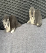 للبيع قطط الانتاج جميل