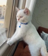 للبيع ذكر شهرين ونص696926XX