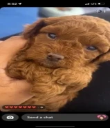 توي بودل لون نادر