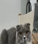 Scottish Fold (female)(vaccinated)