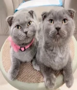 اسكاتش فولدد إيرز شورت هير