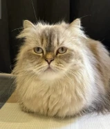 قطوة انثى شيرازيه عمرها سنتين و شي السعر قابل للتفاوض تواصل واتساب