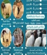 للبيع ذبايح وضحايا النسيم98905599