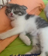 سكوتش فولد عمرو شهرين للبيع 75kd