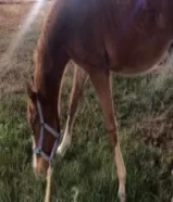 مهر بلدي دم فاخر شخره ونخره ورفعه شليل