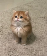 كيتن بريتش عمره شهرين