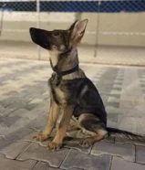 سيبل ورك لاين