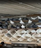 للبيع حمام زاجل ولاحم