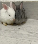 sale anytime can take