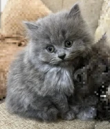 قطط مكس للبيع صغار