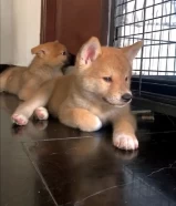 Akita puppies ,2 months old