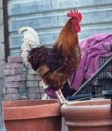 دجاج لوهمان