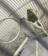 جوز عصافير بادجي بصحه جيده مع قفص نضيف جداً مع بياضه ومتوفر عصفور صغير