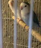 Lovebird male opline femail albino