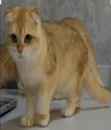 ‏مطلوب قط ذكر للتبني العاجل سكوتش فولد قولد أو بورش شورت هيرو قولد