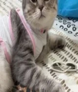 Vaccinated Scottish fold cat for