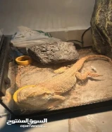 سحليه لحيه الصحراء