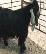 للبيع تيواس عوراض