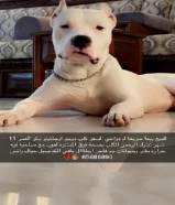 دوجو ارجنتينو بيعة سريعة ذكر دم ابطال