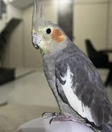 للبدل كوكتيل انثى معى ذكر