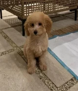 بودل تي كب Toypoodle