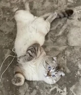 ذكر مطعم للتبني