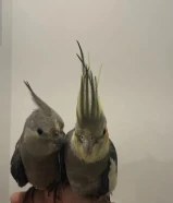 زوج كروان للبيع ألفين ما يعضون