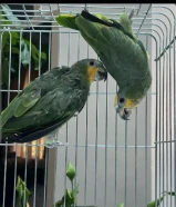 للبيع طيرين امازون اورنج وينق