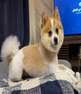 كلب ذكر بومرينيان فوكس للبيع Male Pomeranian Fox dog for sale