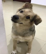 Mixed Breed Golden Retriever + Rottweiler